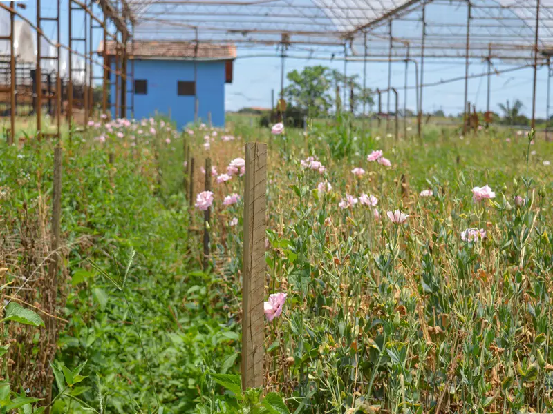 Holambra Descubra Como A Visita Nos Campos De Flores