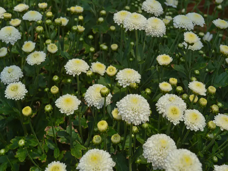 Campos De Flores Em Holambra - Tudo Que Você Precisa Saber