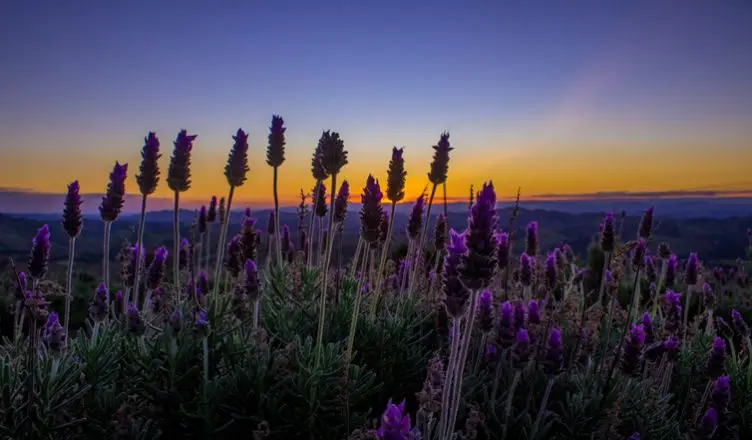 O Lavandario Conheca Os Campos De Lavanda Em Cunha