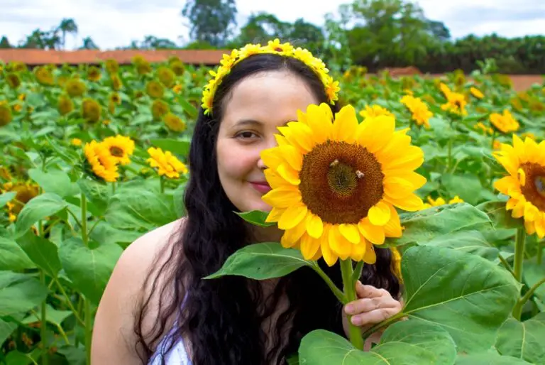 Campos De Flores Em Holambra - Tudo Que Você Precisa Saber