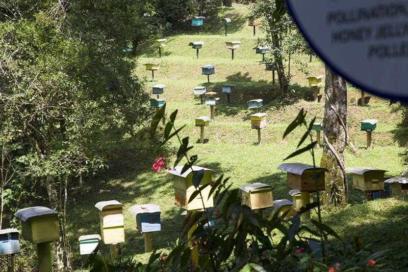 cidade-das-abelhas
